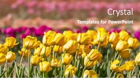  Presentation with tulip - Cool new presentation design with row-of-yellow-tulip-flowers backdrop and a coral colored foreground