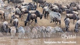 Presentation with great migration - Cool new slides with row-of-zebras-equus-quagga backdrop and a coral colored foreground