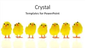  Presentation with chicks - PPT theme enhanced with row with yellow easter chicks background and a  colored foreground