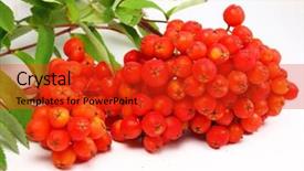 Presentation with berries - Amazing presentation having rowan-berries-branch-isolated backdrop and a red colored foreground