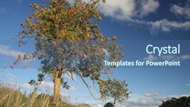  Presentation with sky blue - PPT theme consisting of rowan-on-blue-sky-sorbus background and a ocean colored foreground