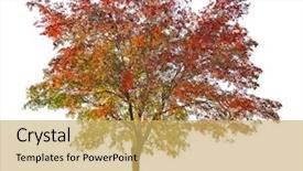  Presentation with rubber tree in row - Presentation enhanced with rowan tree with berries isolated background and a yellow colored foreground