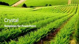  Presentation with beautiful green - PPT theme featuring rowing afternoon - beautiful green vineyard in south background and a  colored foreground