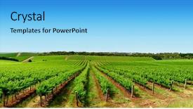  Presentation with vineyard - Audience pleasing presentation theme consisting of rowing afternoon - colourful vineyard in one tree backdrop and a light blue colored foreground