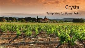  Presentation with vineyard - Audience pleasing PPT theme consisting of rowing afternoon - orange sky over green vineyard backdrop and a coral colored foreground
