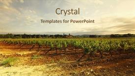  Presentation with vineyard - Slides enhanced with rowing afternoon - orange sky over green vineyard background and a soft green colored foreground