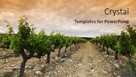  Presentation with vineyard - Beautiful presentation theme featuring rowing afternoon - orange sky over green vineyard backdrop and a coral colored foreground