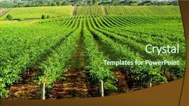 Presentation with australia - Presentation theme featuring rowing afternoon - rows of vines in south background and a tawny brown colored foreground