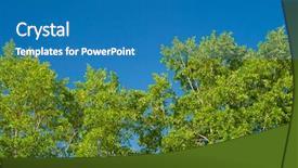  Presentation with appearance - PPT theme having rowing afternoon - young leaves of poplar background and a teal colored foreground