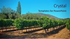  Presentation with grapevine - Beautiful PPT layouts featuring rows grapevines of nemea wine backdrop and a cyan colored foreground