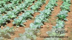  Presentation with cauliflower - Amazing theme having rows growing on field backdrop and a  colored foreground