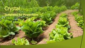  Presentation with vegetable garden - Cool new slides with rows in the vegetable garden backdrop and a tawny brown colored foreground