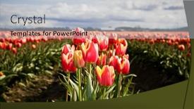  Presentation with tulip - 