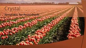  Presentation with tulip - 