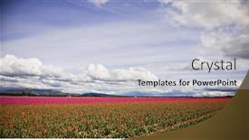  Presentation with tulip - 