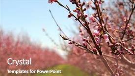  Presentation with flat peach tree - Beautiful presentation theme featuring rows of blooming peach trees backdrop and a coral colored foreground