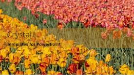  Presentation with gardens - Slides with rows-of-colorful-tulip-flowers background and a gold colored foreground