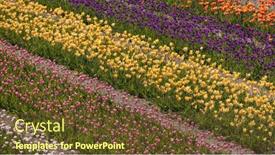  Presentation with gardens - Slide set consisting of rows-of-colorful-tulip-flowers background and a tawny brown colored foreground