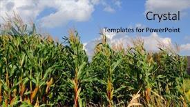  Presentation with farmland - PPT layouts featuring rows of corn in the farmland almost ready to harvest in early autumn with blue sky background background and a light blue colored foreground