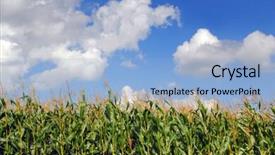  Presentation with farmland - Cool new presentation with rows of corn in the farmland almost ready to harvest in early autumn with blue sky background backdrop and a light blue colored foreground