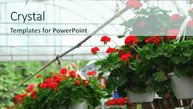  Presentation with greenhouse - Beautiful slides featuring rows of flowers for sale backdrop and a  colored foreground