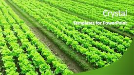  Presentation with lettuce - Cool new PPT theme with rows of freshly planted lettuce backdrop and a seafoam green colored foreground