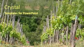  Presentation with grace - PPT theme featuring rows of grape vines grace the hills of a tuscan vineyard background and a tawny brown colored foreground