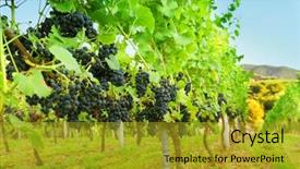  Presentation with grapevine - Audience pleasing theme consisting of rows of grapevines backdrop and a gold colored foreground