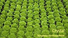  Presentation with lettuce - Presentation theme featuring rows of green fresh butter-lettuce background and a tawny brown colored foreground