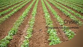  Presentation with beautiful green - Audience pleasing slide deck consisting of rows of green string beans backdrop and a coral colored foreground