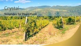  Presentation with grape - Cool new theme with rows-of-harvested-grape-vines backdrop and a light blue colored foreground