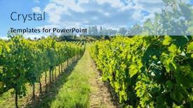  Presentation with grape - PPT layouts having rows-of-harvested-grape-vines background and a light blue colored foreground