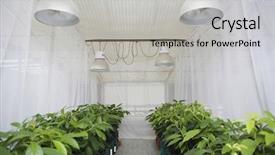  Presentation with greenhouse - Colorful presentation design enhanced with rows of plants in greenhouse backdrop and a light gray colored foreground