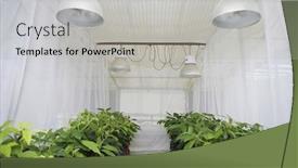  Presentation with greenhouse - Colorful PPT theme enhanced with rows of plants in greenhouse backdrop and a light gray colored foreground