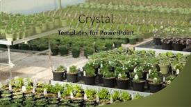  Presentation with green house - Theme having rows-of-plants background and a seafoam green colored foreground