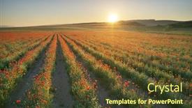  Presentation with poppies - Beautiful presentation featuring rows-of-poppies-flowers backdrop and a tawny brown colored foreground