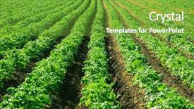  Presentation with potato - PPT layouts with rows of potato bushes prospect background and a tawny brown colored foreground