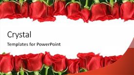  Presentation with white rose - Amazing theme having rows of red roses lined backdrop and a white colored foreground