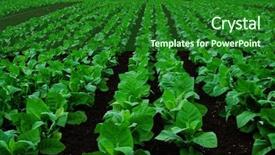  Presentation with tobacco - Beautiful presentation theme featuring rows of tobacco plants backdrop and a forest green colored foreground