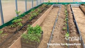  Presentation with drip irrigation - Slide set featuring rows-of-tomato-and-cucumber background and a coral colored foreground