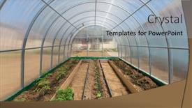  Presentation with drip irrigation - PPT theme enhanced with rows-of-tomato-cucumber background and a light blue colored foreground