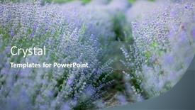  Presentation with lavender flowers - Presentation theme consisting of rows-of-violet-lavender-flowers background and a seafoam green colored foreground