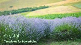  Presentation with lavender flowers - Beautiful slide set featuring rows-of-violet-lavender-flowers backdrop and a tawny brown colored foreground