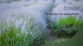  Presentation with lavender flowers - PPT layouts with rows-of-violet-lavender-flowers background and a light blue colored foreground