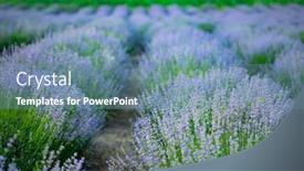  Presentation with lavender flowers - Audience pleasing PPT layouts consisting of rows-of-violet-lavender-flowers backdrop and a seafoam green colored foreground