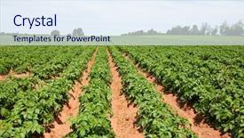  Presentation with plants - PPT theme having aerobatic team performs flight background and a  colored foreground.