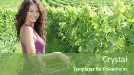  Presentation with grape vine - Audience pleasing theme consisting of rows with basket of grape backdrop and a  colored foreground
