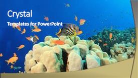  Presentation with royal queens - Amazing PPT theme having royal angelfish and coral reef backdrop and a  colored foreground