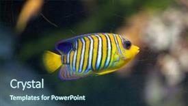  Presentation with royal - Cool new theme with royal angelfish pygoplites diacanthus also backdrop and a ocean colored foreground