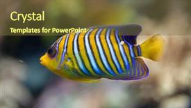  Presentation with royal blue - Beautiful slide deck featuring royal angelfish pygoplites diacanthus also backdrop and a tawny brown colored foreground